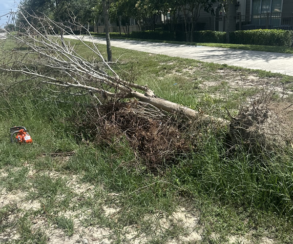 Land Clearing Services in Florida