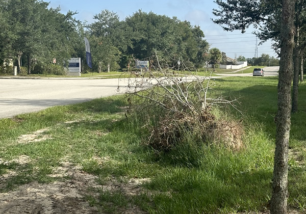 Storm Debris Cleanup Services in Florida