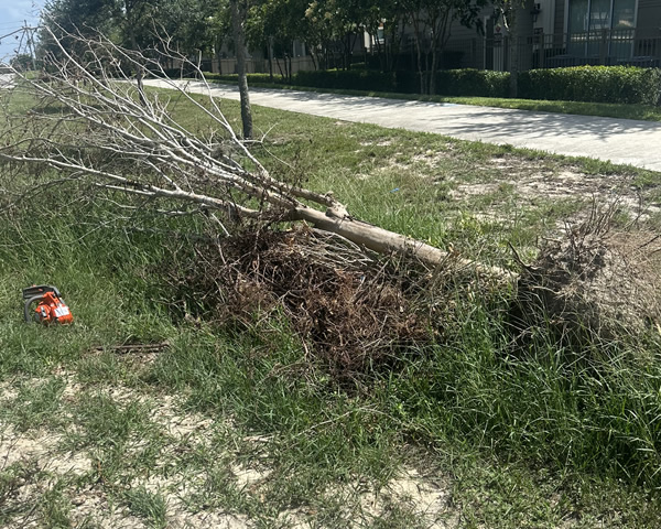 Storm Debris Cleanup Services in Florida
